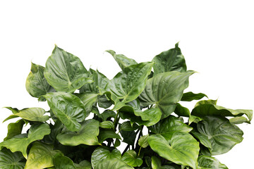 Lush Green Plant with Heart-Shaped Leaves Isolated on White