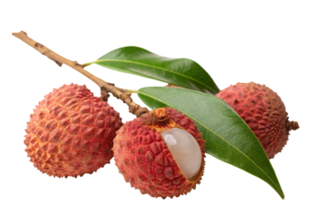 Fresh lychee fruit on branch with leaves isolated, tropical lychee fruit, healthy food photography