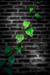 Climbing the Shadows