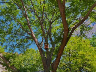 Fototapeta premium Bird feeder hanging on a tree in the park.
