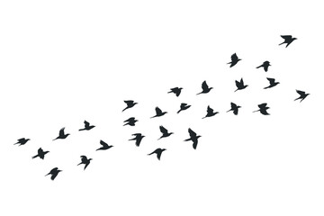 Silhouette of Birds Flying in Formation on a White Background Represents Freedom Migration and the Beauty of Nature and Wildlife in Motion
