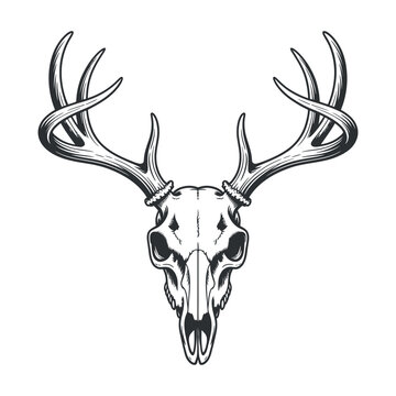 Monochrome Deer Skull with Antlers Vintage Style Illustration Perfect for Tattoo Designs Gothic Art or Wildlife Themed Projects and Designs