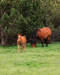 horses on the meadow