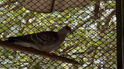 Luzon BleedingHeart Dove Perched on Branch Behind Wire Mesh with Green Leaves Background