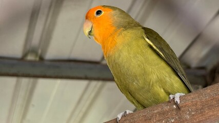 Perched PeachFaced Lovebird Profile Olive Green Feathers, Orange Head, and Wooden Perch View