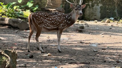 Spotted Deer Standing in Outdoor Enclosure, Rocks and Debris Scattered Around, Natural Light