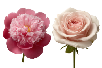 A captivating floral duet featuring the peony's radiant pink, full bloom elegance and the rose's delicate pastel blush.
