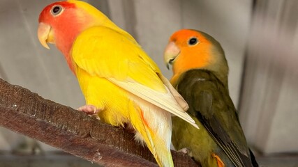 Two Colorful Lovebirds Perched Together on a Branch, One Yellow and One Green