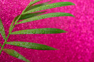 Palm leaf with water drops on defocused magenta glitter background, abstract minimal backdrop