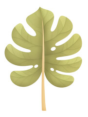 Cartoon watercolor green monstera leaf illustration on a white background