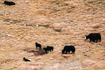 Herd of yak grazing peacefully on rugged mountain terrain, surrounded by patches of green moss,...
