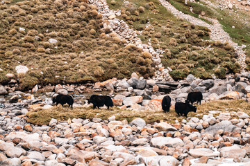 Herd of yak grazing peacefully on rugged mountain terrain, surrounded by patches of green moss,...
