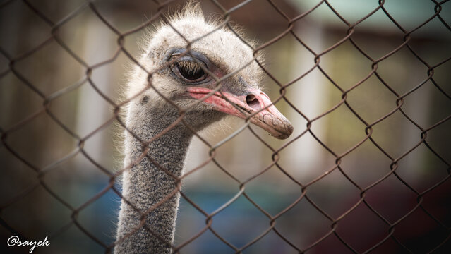 close up of an ostrich