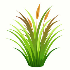 green plant isolated on white background