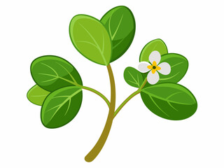 Obraz premium green leaf isolated on white background