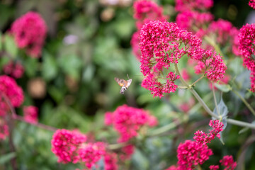 Fleurs rouges et papillon sphynx