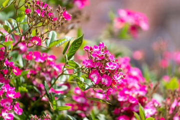 Massif de fleurs mauves en gros plan © Pascal STINFLIN