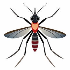 mosquito isolated on white background