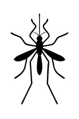 black mosquito isolated on white background