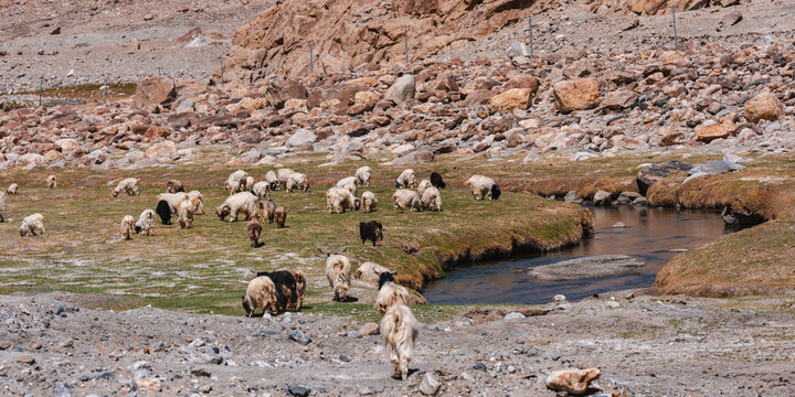 A herd of Himalayan sheep grazing on high-altitude meadows beneath rocky slopes and glacial streams, showcasing their thick wool coats adapted to the harsh, cold mountain terrain