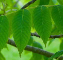 Beautiful close-up of the leaves of junglans cinerea