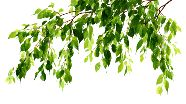 Lush green leaves on tree branches with a transparent background ideal for nature and environmental designs and presentations isolated on white transparent