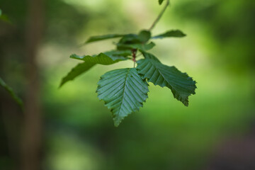 Tree leaves with green background
