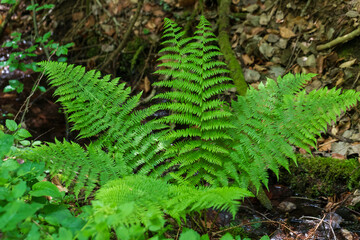 Green fern leaves in the forest