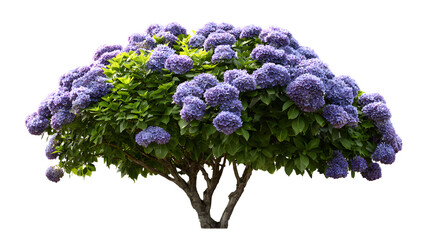 Lush hydrangea bush displaying vibrant purple blooms and green foliage in a decorative garden setting with isolated on white transparent background
