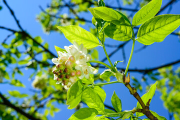 Caucasian bladdernut Staphylea colchica,