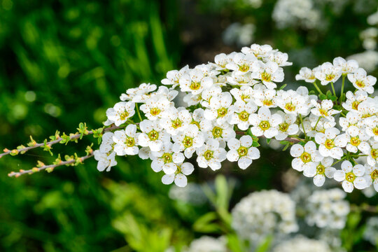 A branch of spirea blooming with small white flowers against the background of green vegetation in the spring