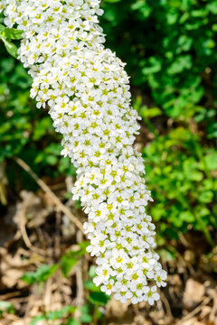 A branch of spirea blooming with small white flowers against the background of green vegetation in the spring