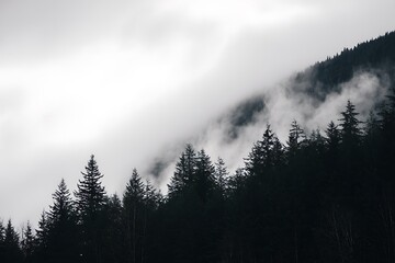 Misty forest hill with tall trees
