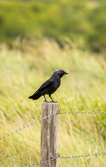 Vogel