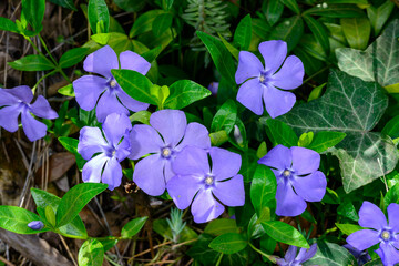 Vinca minor, blue flowers of groundcover perennial ornamental plant in garden