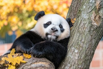 A giant panda rests comfortably on a tree branch surrounded by autumn leaves, showcasing its iconic black-and-white fur.