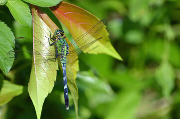Closeup, vertical top view of a green and blue pond hawk dragonfly on reddish-green leaves in a backyard in Central Florida. 