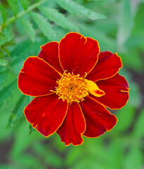 Beautiful close-up of tagetes patula
