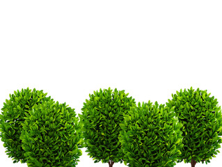 Fototapeta premium Lush Green Bushes Nature's Perfect Hedge for Landscaping