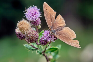 Brauner Waldvogel ( Aphantopus hyperantus ).