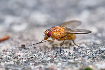 Helle Hausfliege ( Phaonia pallida ).