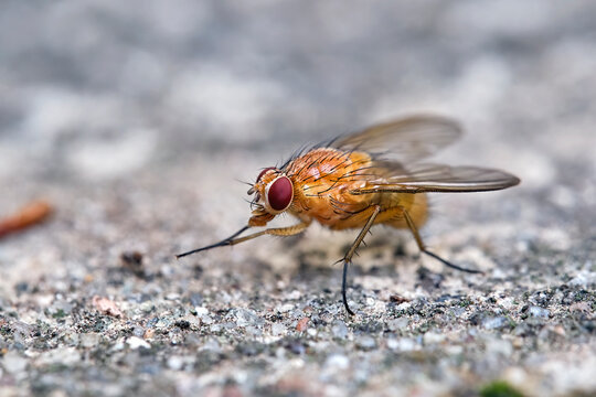 Helle Hausfliege ( Phaonia pallida ).