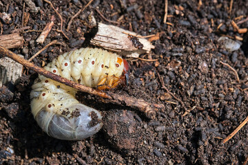 Engerling des Nashornkäfers ( Oryctes nasicornis ).