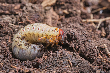 Engerling des Nashornkäfers ( Oryctes nasicornis ).