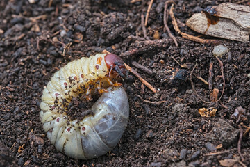 Engerling des Nashornkäfers ( Oryctes nasicornis ).