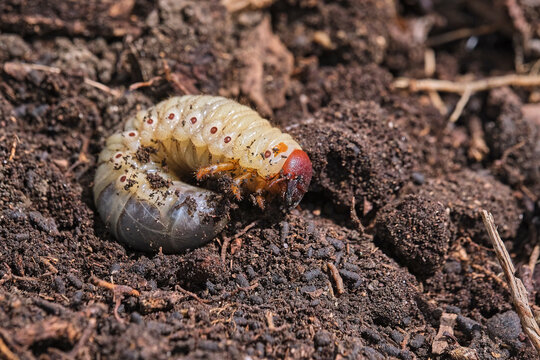Engerling des Nashornk&auml;fers ( Oryctes nasicornis ).