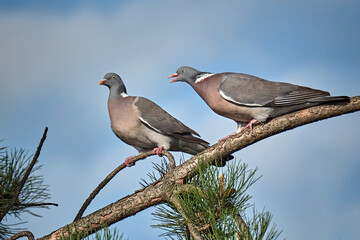 Ringeltauben ( Columba palumbus ).