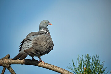 Ringeltaube ( Columba palumbus ).