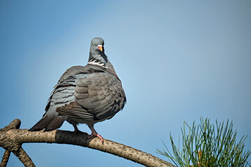 Ringeltaube ( Columba palumbus ).
