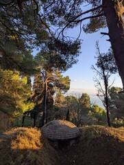 Pine forest with bunker